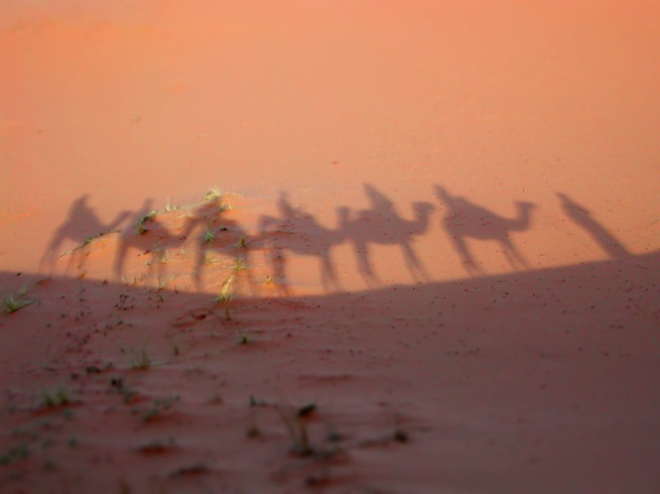 A dos de chameaux dnas le désert du Maroc